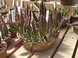 Stapelia leendertziaeex Scott Sykes (Asclepiadaceae)