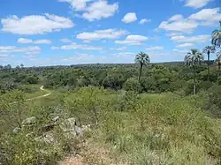 The jelly palm in the national park