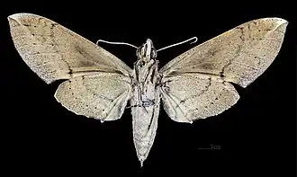 Pachylia ficus female △ Ventral side MHNT