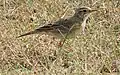 Paddy-field pipit, Dec '20