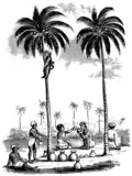 Coconut trees, and toddy gatherers of Southern India (1855)