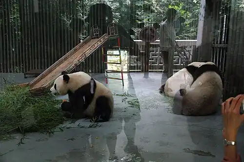 Giant pandas at the zoo