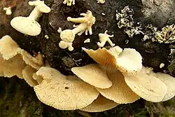 A group of about a half dozen overlapping light brownish-yellow mushroom caps clustered together on piece of rotting wood. Above the parger caps are several small mushrooms, the same color as the larger caps, but with round heads attached to relatively thick stems that in length are about one to three times the width of the cap.