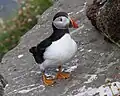 Puffin (Fratercula arctica) at Handa Island