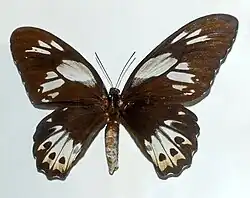 O. p. hecuba, female