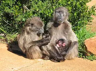 P. u. ursinus Cape of Good Hope, South Africa