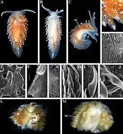 Paracoryphella islandica