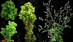 Parthenium hysterophorus showing symptoms of witches' broom