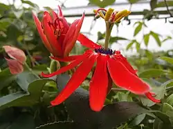Passiflora manicata in greenhouses