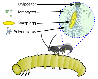 Polydnavirus-wasp mutualism: the virus protects koinobiont wasp eggs and larvae from immune suppression by the host's haemocytes.