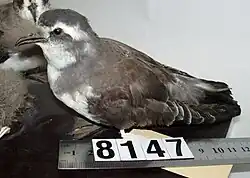 Normal size of the species