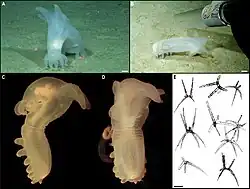 Photos and an illustration of Peniagone vitrea