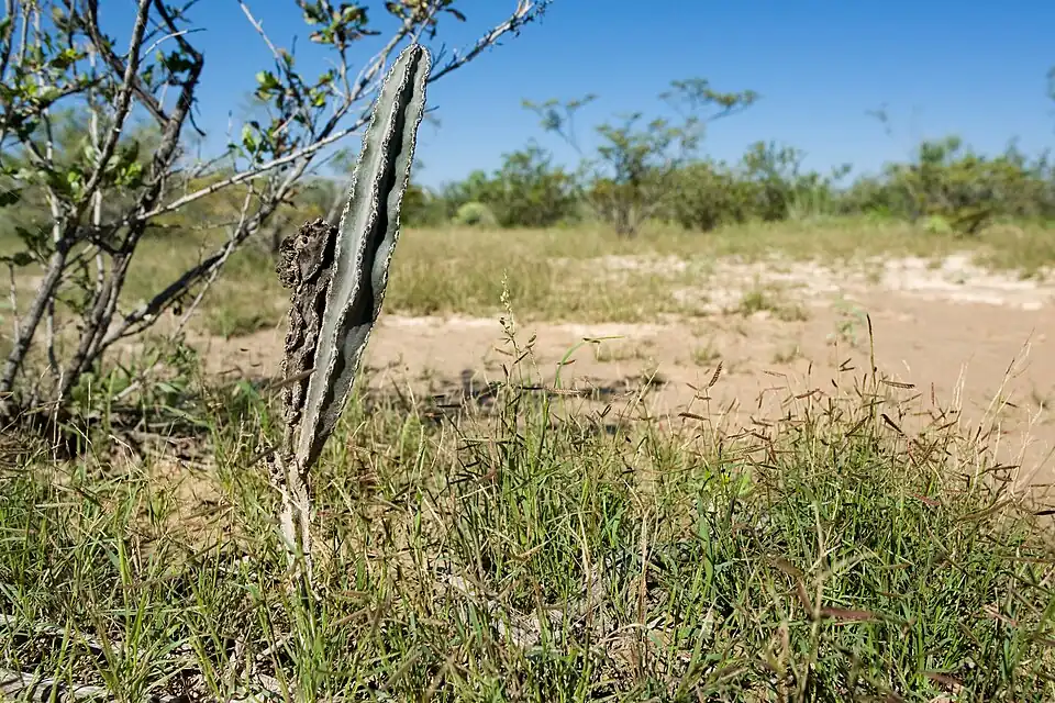 Peniocereus greggii, south of the Cedar Mountains near Wamels Draw, south side of NM Hwy. 9, Luna County, New Mexico
