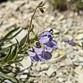 Flowers of Penstemon albifluvis