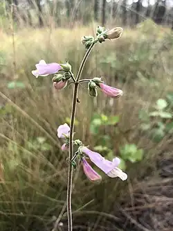 An inflorescence with widely spaced pink, long, funnel shaped flowers and buds