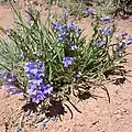 Flowers of Penstemon paysoniorum