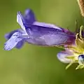 Flower of Penstemon radicosus
