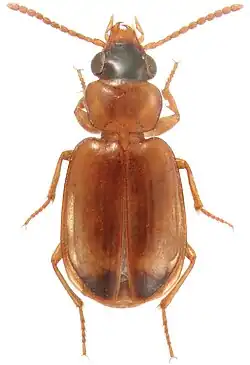 Perigona nigriceps