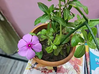 A rare mutation of Periwinkle flower which causes an additional petal(6), found in Chandannagar
