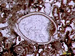 Image 5Articulated ostracod valves in cross-section from the Permian of central Texas; typical thin section view of an ostracod fossil (from Ostracod)