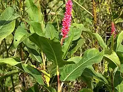 P. a. var. emersa long spike