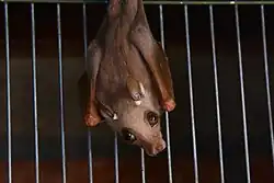 Brown bat