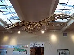 Another exhibit of a Triassic Period dinosaur found in the Petrified Forest National Park