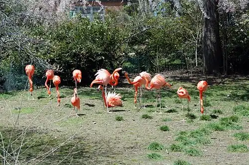 A flamboyance of American flamingos