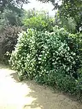 Shrub