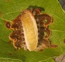 Underside of slug caterpillars of Phobetron pithecium (family Limacododiae) showing the absence of prolegs