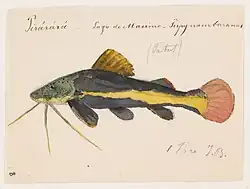 An 1865 watercolor painting of a redtail catfish from Brazil by Jacques Burkhardt.