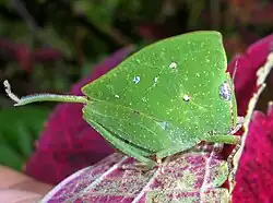 Leaf grasshopper, Phyllochoreia ramakrishnai, mimics a green leaf.
