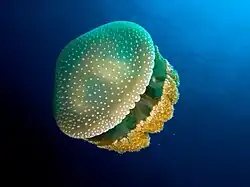 Phyllorhiza punctata (White-spotted jellyfish) edit