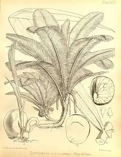Phytelephas macrocarpa, the palm that produces vegetable ivory, found in coastal areas of Central America and northern South America. From Seemann (1857)