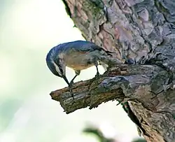 A grey bird with black crown at the branch of tree