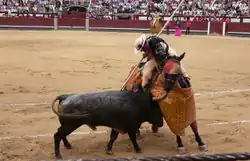 Bullfighting horse wearing eye protection
