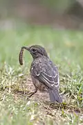 An immature bird holding an insect larva, Nilgiri Mountains