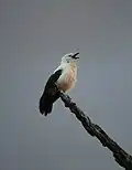 Pied babblers display cooperative sentinel behaviour, with individuals foregoing foraging to act as watchmen for the rest of the group. This is usually done high up in exposed locations. When they spot a predator they give alarm calls to alert the rest of the group to the type of threat.