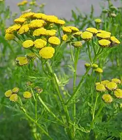 Tanacetum vulgare