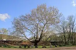 A tree with a very large trunk that splits into several massive branches above head height. The trunk is dark brown as are the branches for a great distance before becoming flecked with gray in increasing amounts until they are totally gray in the outer half to third of the canopy. The overall shape of the tree is a rounded mound and it is just beginning to show the first signs of spring growth. It is surrounded by short green grass bounded with boulders towards the direction of view and behind by the embankment of a road and a steel truss bridge to the right.