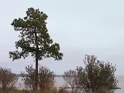 Pine tree with the James River in the background, Jamestown Island