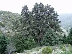 "Pinsapo de las Escaleretas", the largest known specimen, in the Sierra de las Nieves