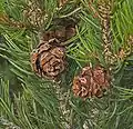 Cones of P. edulis