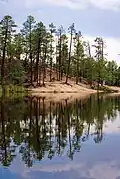 Ponderosa Pine Forest surrounding Rose Canyon Lake