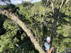 Tree climber in an emergent pine tree in the cloud forest of Honduras.