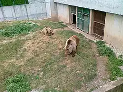 Brown bears