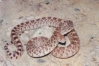 Bullsnake (Pituophis catenifer sayi), Municipality of Camargo, Tamaulipas, Mexico