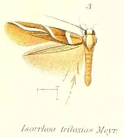 Isorrhoa triloxias