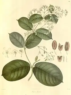 Aspidopterys hirsuta