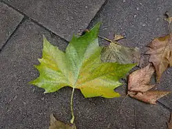 Foliage close-up seen near Westminster Abbey